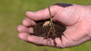 Картинка по теме - как выращивать дуб в домашних условиях