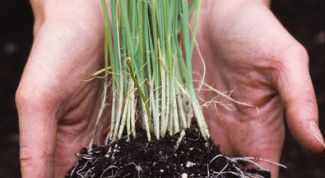 Картинка по теме - как выращивать лук на перо