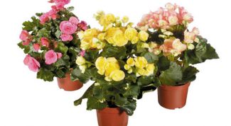 Картинка по теме - как посадить бегонию