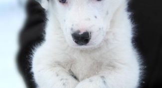 Картинка по теме - как поставить уши щенку