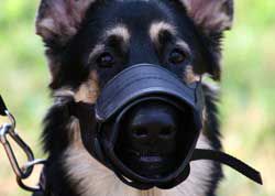 Картинка по теме - как поставить уши у овчарки