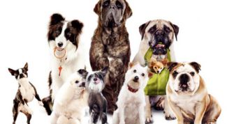 Картинка по теме - как разводить собак