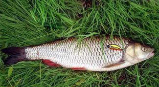 Картинка по теме - как поймать голавля