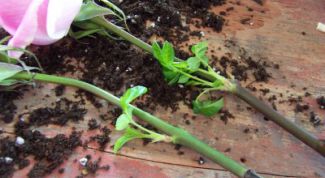 Картинка по теме - как вырастить розу из цветка