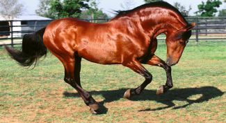 Картинка по теме - как приручить лошадь