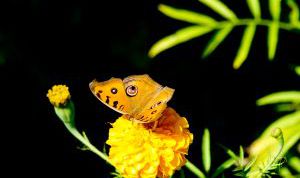 Картинка по теме - как сделать бесплатный аватар