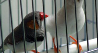 Картинка по теме - как сделать клетку для птиц