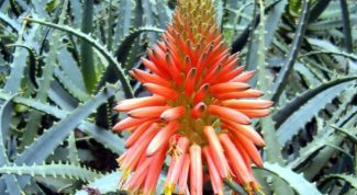 Картинка по теме - как посадить алоэ