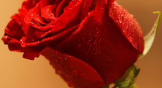 Картинка по теме - как поливать розы