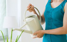 Картинка по теме - как поливать алоэ