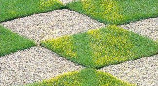 Картинка по теме - как сажать траву