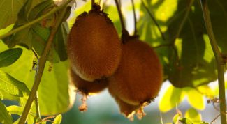 Картинка по теме - как вырастить киви из семени