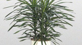 Картинка по теме - как посадить драцену