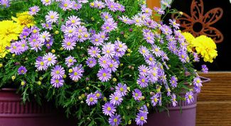 Картинка по теме - как вырастить цветы из семян