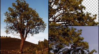 Картинка по теме - как вырезать объект из фона