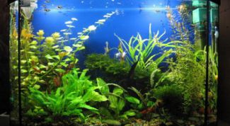 Картинка по теме - как подготовить воду для аквариума