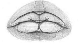 Картинка по теме - как рисовать губы