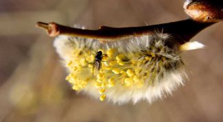 Картинка по теме - как вывести мошку