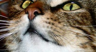 Картинка по теме - как давать коту таблетки