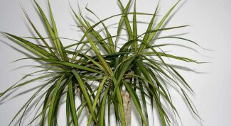 Картинка по теме - как поливать драцену