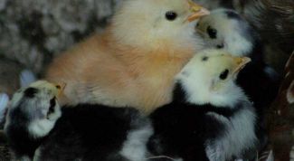 Картинка по теме - как выращивать цыплят