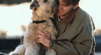 Картинка по теме - как выбрать породу собаки