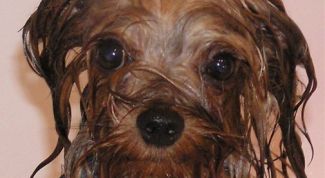 Картинка по теме - как мыть йорков