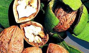 Картинка по теме - как вырастить грецкий орех из ореха