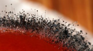 Картинка по теме - как избавиться от чёрной плесени