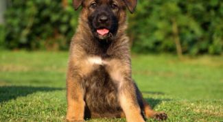 Картинка по теме - как назвать овчарку