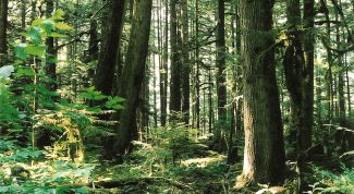 Картинка по теме - как спасти землю