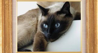 Картинка по теме - как вставить фотографию в рамку