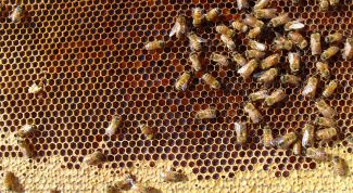 Картинка по теме - как поймать рой