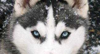 Картинка по теме - как понять собаку