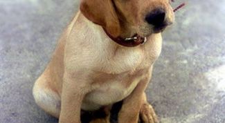 Картинка по теме - как подобрать собаку