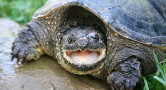 Картинка по теме - как назвать черепаху