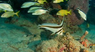 Картинка по теме - как разводить рыбок