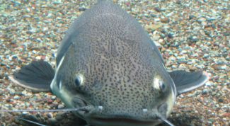 Картинка по теме - как поймать сома