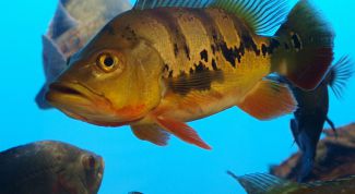 Картинка по теме - как почистить окуня