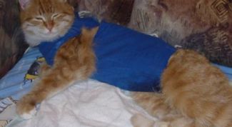 Картинка по теме - как связать попону для кошки