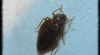 Картинка по теме - как уничтожить клопов