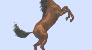 Картинка по теме - как нарисовать лошадь