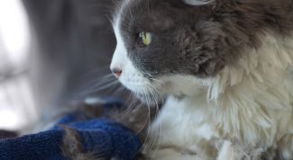 Картинка по теме - как стричь кошку