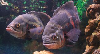 Картинка по теме - как лечить рыб