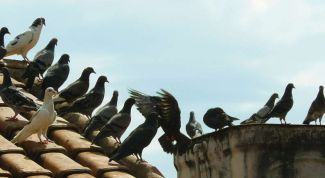 Картинка по теме - как нарисовать голубя