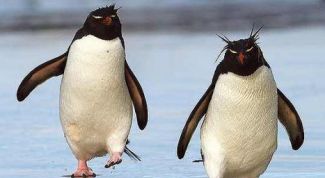 Картинка по теме - как нарисовать пингвина