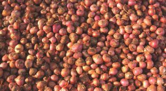 Картинка по теме - как хранить севок