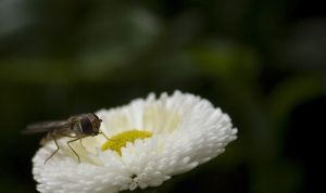 Картинка по теме - как сделать из мухи слона