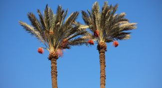 Картинка по теме - как сделать пальму