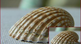 Картинка по теме - как увеличить фото без потери качества